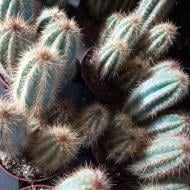 Растение Кактус 10х15 pilosocereus pachycladus glauca