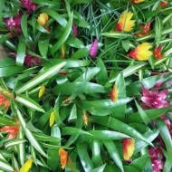 Растение Бромелиевые 5x20 микс Растение Бромелиевые 5x20 микс