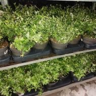 Растение Бересклет 13х25 fortunei Harlequin