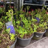 Растение Гортензия 30х50 (саженцы)