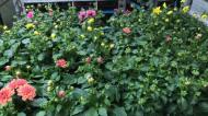 Рослина Жоржина 12x27 Dahlia мікс
