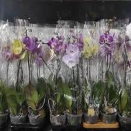 Растение Фаленопсис (орхидея) 12х65 1 ствол микс (Bernhard Orchids)