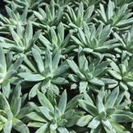 Растение Эхеверия 5х8 Hookeri Растение Эхеверия 5х8 Hookeri