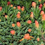 Растение Лампрантус 14х25 Roseus