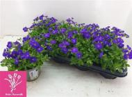 Растение Обриета 13х15 Gracilis Kitte