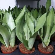 Рослина Сансевієрія 9х25 Moonshine