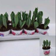 Растение Тюльпан 12x20 дабл розовый Растение Тюльпан 12x20 дабл розовый