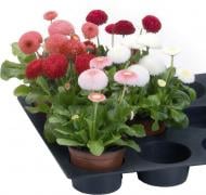 Растение Маргаритка 10/15 микс