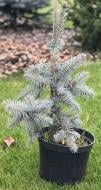 Пихта Picea pungens Glauca Globosa, С30 Ра 30-60