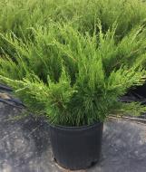 Рослина Ялівець середній / Juniperus pfitzeriana Mint Julep, C80 №35