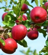 Рослина Яблуня плакуча Malus baccata Red Jed h180-200