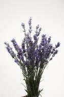 Лаванда 30 см фиолетовая (Украина)