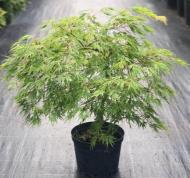 Рослина Клен японський - Acer palmatum Dissectum С5