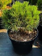 Растение Сосна горная - Pinus mugo Warella C10