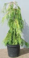 Растение Кипарисовик нутканський / Chamaecyparis nootkatensis Pendula H180-200