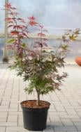 Рослина Клен японський - Acer palmatum Aratama C5