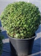 Рослина Самшит - Buxus sempervirens С20