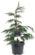 Растение Кипарисовик нутканский / Chamaecyparis nootkatensis Pendula С15