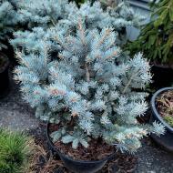 Растение Ель колючая / Picea pungens Glauca Globosa С20 Ра