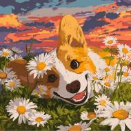 Картина по номерам Корги в ромашках 40х40 см Ideyka