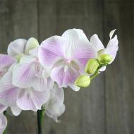 Рослина Фаленопсис (орхідея) 12x60 1 стовбур Big Lip В10153 (Bernhard)