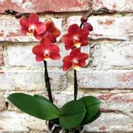 Растение Фаленопсис (орхидея) 12х45 1 ствол Horizont (Opti-flor)