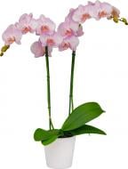 Рослина Фаленопсис міді 9x40 1 стовбур рожевий сорт (Florious Orchids)