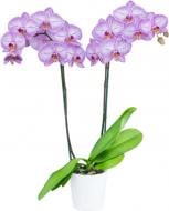 Растение Фаленопсис 12x60 1 ствол Pirate Picotee (Bernhard Orchids)