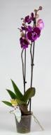Растение Фаленопсис 12x75 1 ствол Big Lip Wine Velvet (Kw J.P. Konst & Zn BV)