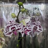 Растение Фаленопсис 12x65 1 ствол Shiva (Bernhard)