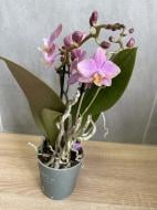 Рослина Фаленопсис мім самеріон 2рр d9/h35