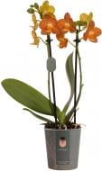 Рослина Фаленопсис мім індіан самер 2рр d9/h35
