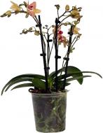 Рослина Фаленопсис мім меліон 2рр d9/h35