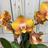 Рослина кімнатна Фаленопсис лас вегас 3рр d12/h40