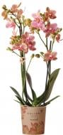 Растение Фаленопсис оман 2рр d9/h40