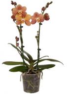 Рослина Фаленопсис джевел монако 2рр d12/h40