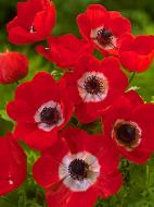 Корнеклубень анемоны Холландия 5 шт. TUBERBULB Export B.V.