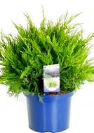 Растение Можжевельник средний Mint Julep (V21-F23 d50-60 WRB)