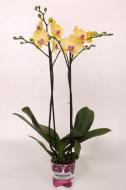 Растение Фаленопсис (орхидея) 12х70 2 ствола Miraflore (Green Balanz)