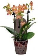 Рослина Фаленопсис (орхідея) 12х40 2 стволи Lemon Spice (Green Balanz)