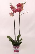 Растение Фаленопсис (орхидея) 12х70 2 ствола Kimono (Kw J.P. Konst & Zn BV)