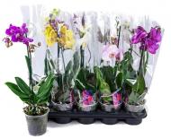 Рослина Фаленопсис (орхідея) 12х60 1 ствол бюджетний мікс (Van Geel)