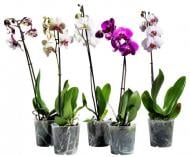 Рослина Фаленопсис (орхідея) 12х65-70 2 стовбура мікс (Kw J.P. Konst & Zn BV)
