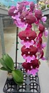 Рослина Фаленопсис (орхідея) каскад 12х55 1 стовбур Big Lip Hot Kiss (Kw J.P. Konst & Zn B)