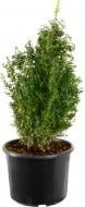 Рослина Самшит вічнозелений Buxus sempervirens h 55-65 см