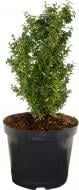 Растение Самшит вечнозеленый Buxus sempervirens h 40-50 см