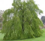 Растение Багрянник японский Cercid iph yllum japonicum Pend ula St180