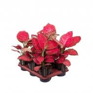 Растение Аглаонема 12*25-30 Red Joy