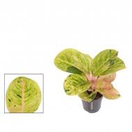 Растение Аглаонема 12*35 Apple Fantasy