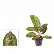 Растение Аглаонема 12*40 Camo Coralie